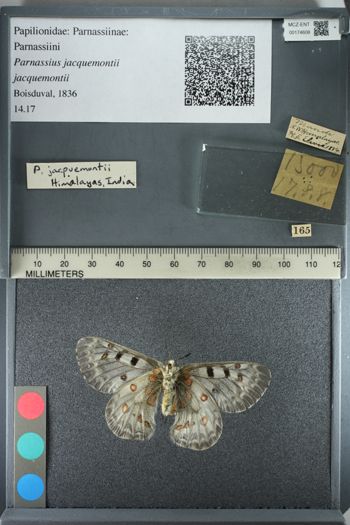 Media type: image;   Entomology 174608